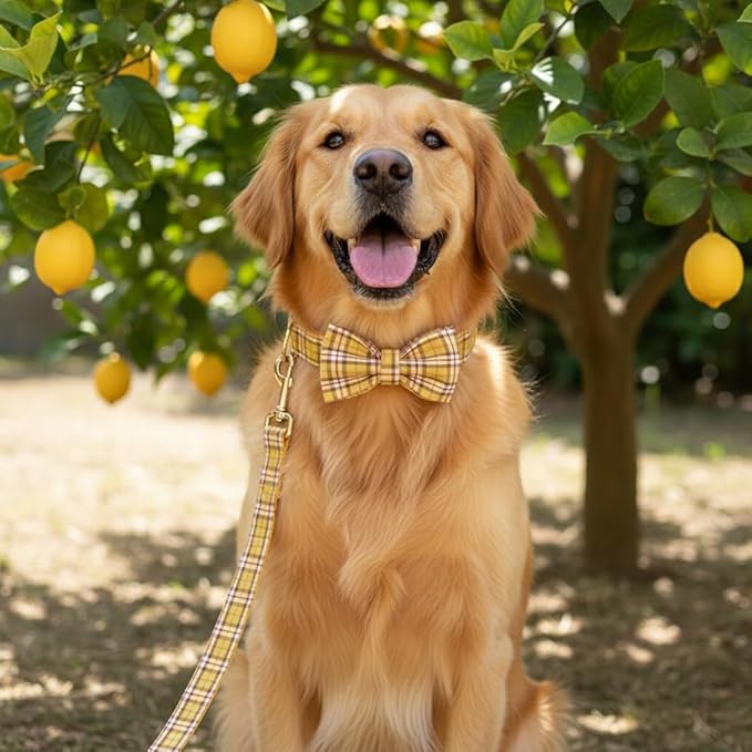 PETDURO Personalized Plaid Dog Collar Lemon Yellow - Engraved Name and Phone Number on Gold Metal Buckle - Custom for Small Medium Large Boy Girl Dogs - Add Leash Bow Tie via Customize Now