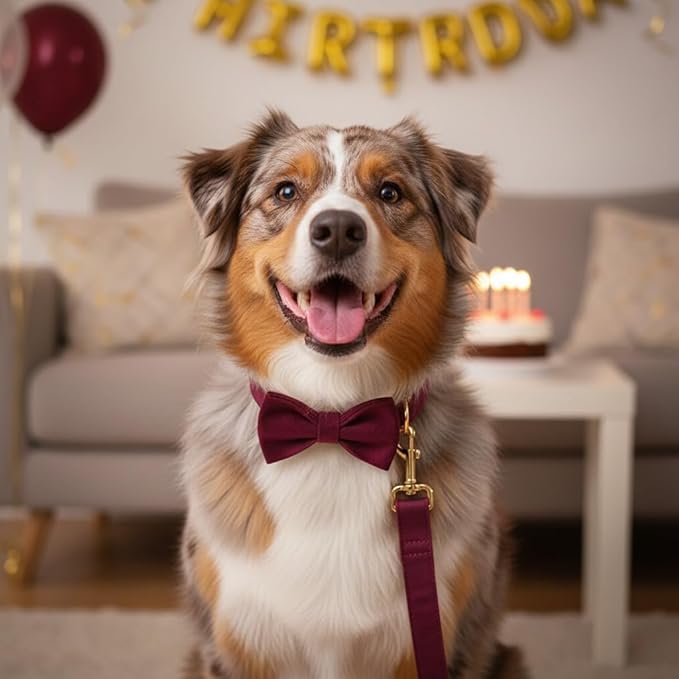 PETDURO Custom Dog Collar Personalized with Name Engraved Gold Metal Buckle for Large Medium Small Girl Dogs - Dog Leash Bow Tie and Harness Available - Soft Comfy Velvet (Claret G, S)