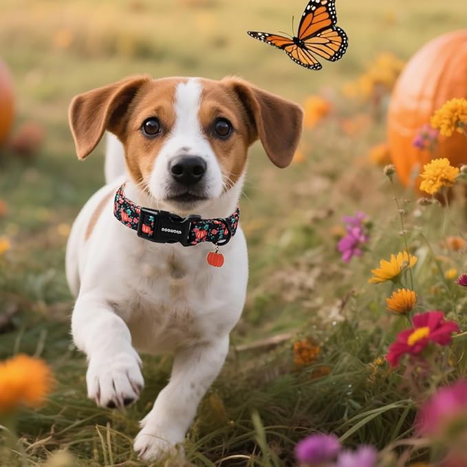 DOGWONG Fall Dog Collar, Pumpkin Floral Dog Collar Adjustable Soft Halloween Girl Pet Dog Collars Cute Puppy Necklace for Small Medium Large Dogs