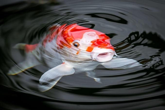 Aquatic Foods Inc. Koi & Pond Fish Krill Flakes. Arctic Krill Flakes which Contain Natural Carotenoids & Astaxanthin That Will Enhance The Vibrant Colors of Fish...WL…1/2-lb Foil Pouch Bag