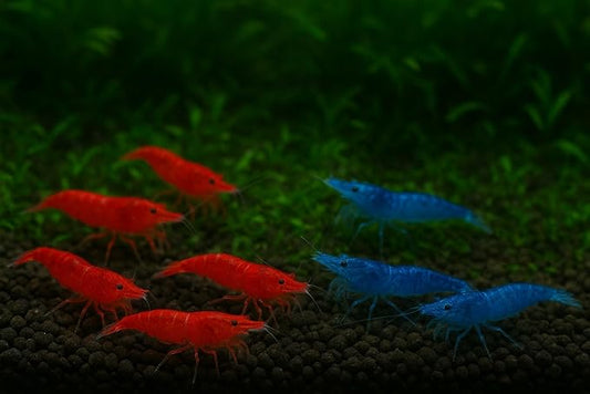 10 Blue & 10 Fire Red Live Freshwater Shrimp High Grade Live Shrimps – Freshwater Shrimp Aquarium Inverts, Hardy Nano Tank Healthy Shrimps Pets – with Live Arrival Guarantee (Pack of 20)