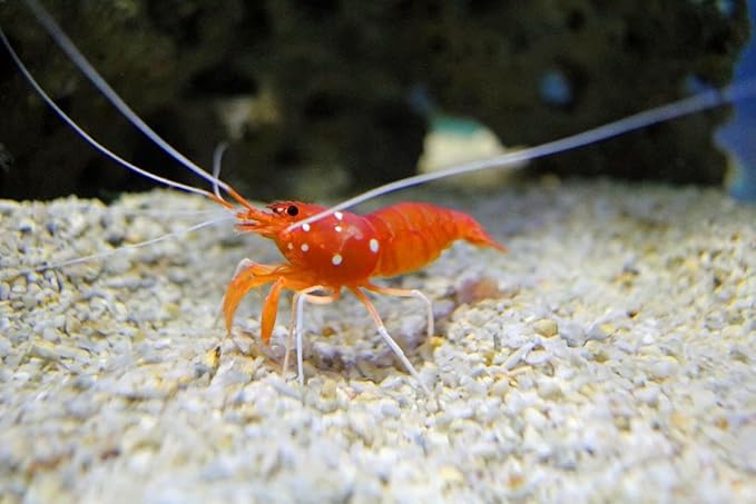 Aquatic Foods Inc. Medium Size Calcium Feeder Stars & Shells for Shrimp, Snails, Crabs, Crayfish, Hermit Crabs and All Tropical Fish…250 Count Jar