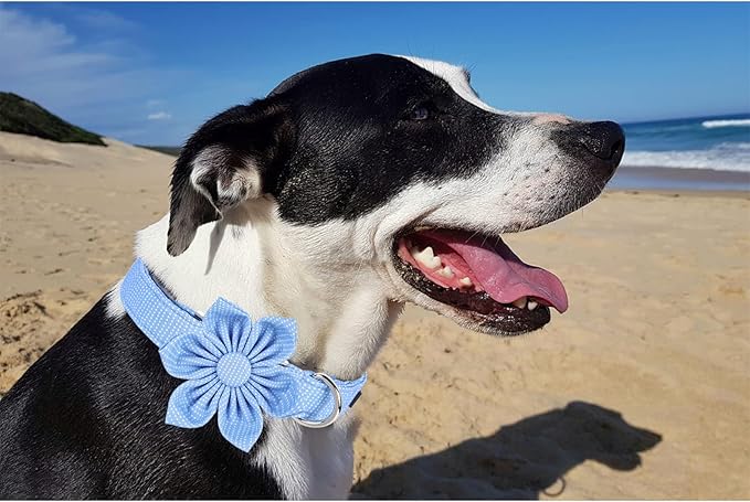 Unique style paws Dog Collar with Flower Tie Blue Dot Summer Dog Collar for Small Medium Large Dogs with Adjustable Metal Buckle -XL