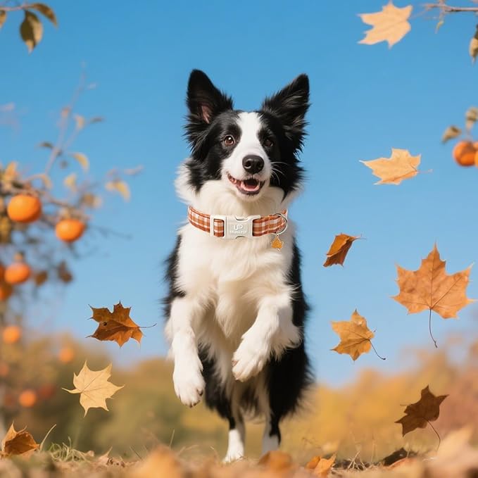 Fall Plaid Dog Collar with Maple Leaf Charm – Adjustable Autumn Checkered Dog Collar for Small Medium Large Dogs, Soft Cotton Puppy Collars with Quick Release Buckle and Metal D-Ring