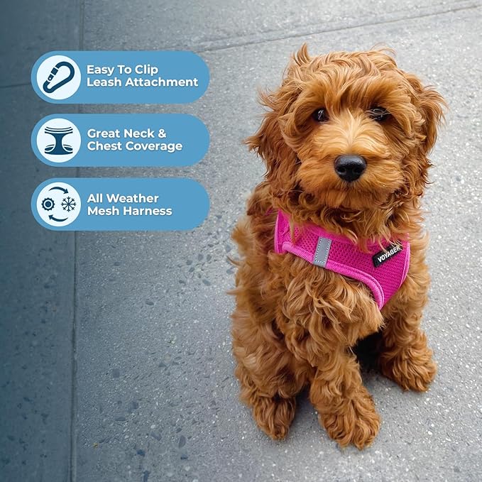 Best Pet Supplies Voyager Step-in Air Harness - All Weather Mesh, Reflective, No Pull Harness for Dogs, Cats - Secure with Hook & Loop Fastener, Buckle, Double D-Rings - Fuchsia, S