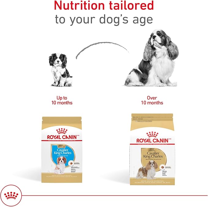 Royal Canin Breed Health Nutrition Cavalier King Charles Spaniel Adult Dry Dog Food, 10 lb Bag