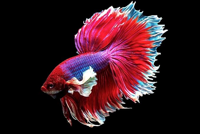 Aquatic Foods Inc. Community Fish Granules 0.5mm High Protein Floating/Sinking Color Enhancing Granules for Freshwaters, Marines, Baby Pond Fish…1.8oz Squeeze Bottle