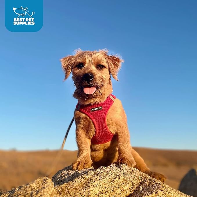 Best Pet Supplies Voyager Step-in Air Harness - All Weather Mesh, Reflective, No Pull Harness for Dogs, Cats - Secure with Hook & Loop Fastener, Buckle, Double D-Rings - Red, XXXS