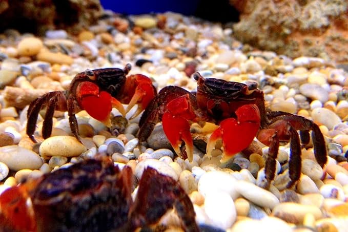 Aquatic Foods Inc. Calcium Feeder Large Shells. Extra Thick Shells for Shrimp, Snails, Crabs, Crayfish, Hermit Crabs and All Tropical Fish…50 Count Jar