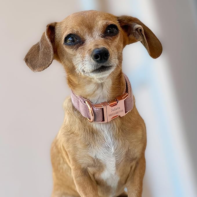 PETDURO Custom Dog Collar Personalized with Name Engraved Rose Gold Metal Buckle for Large Medium Small Girl Dogs - Dog Leash and Bow Tie Available - Soft Comfy Velvet (Champagne Pink RG, M)