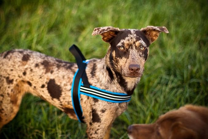 ComfortFlex Sport Dog Harness – No-Choke, Fully Padded, Non-Chafing Harness with Control Handle – Reflective, Lightweight, Adjustable for Active Dogs - Large, Purple
