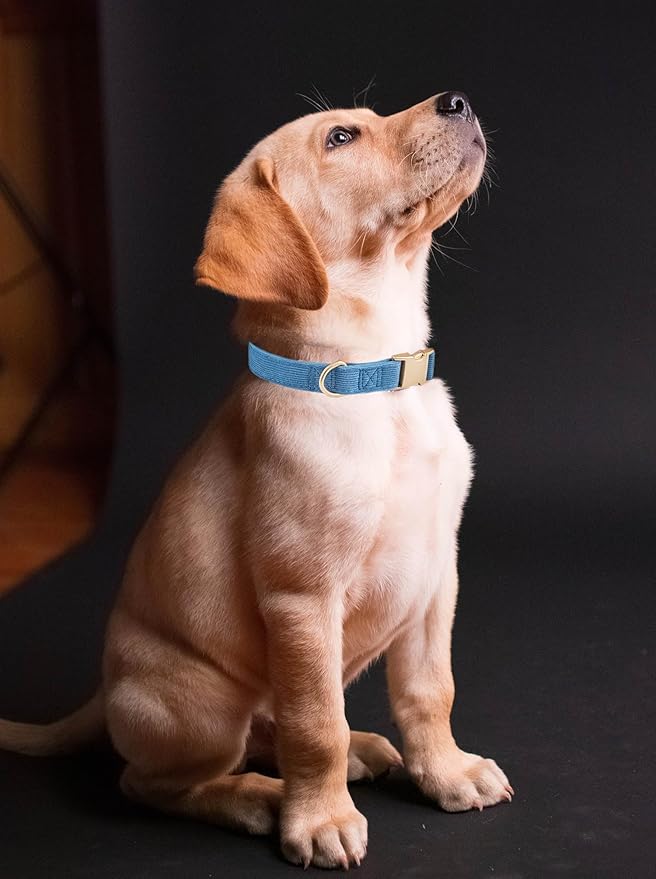 Soft Corduroy Dog Collar and Leash Set Adjustable Durable Dog Collars with Metal Buckle and Lead for Medium Dogs,Royal Blue