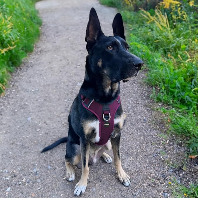 No Pull Dog Harness - Durable Polyester Puppy Harness with Front Anti-Pull Loop, Reflective Strips, and Quick-Release Clips for Small, Medium, and Large Dogs (Berry Purple, Extra Small)