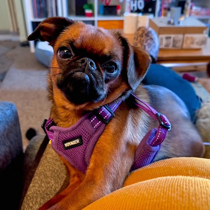 Best Pet Supplies Voyager Mesh Dog Breathable Harness Reflective Stitching, All Weather Adjustable for Walking Training, or Running - Heavy Duty & Durable, Harness Leash Set (Purple), L