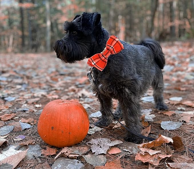 DOGWONG Fall Plaid Dog Collar with Removable Cute Bow Tie Adjustable Pet Collars, Soft Comfy Orange Plaid Pet Collar - Fall Dog Collar for Small Medium Large Dogs