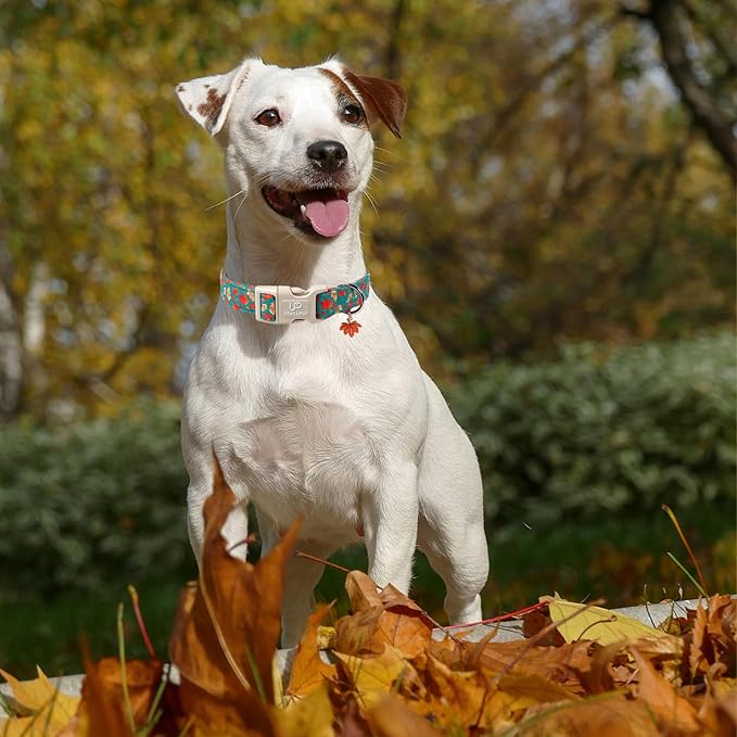 Fall Dog Collar for Small Medium Large Dogs-Adjustable Autumn Leaf Print Dog Collar with Maple Charm, Cute Seasonal Pet Collars with Quick Release, Soft Durable Puppy Collars