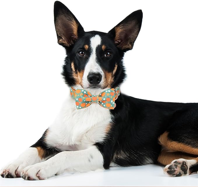 DOGWONG Fall Pumpkin Dog Collar with Bowtie- Cute Fall Holiday Dog Collars Adjustable Halloween Bowtie Dog Collar for Small Medium Large Dogs XS