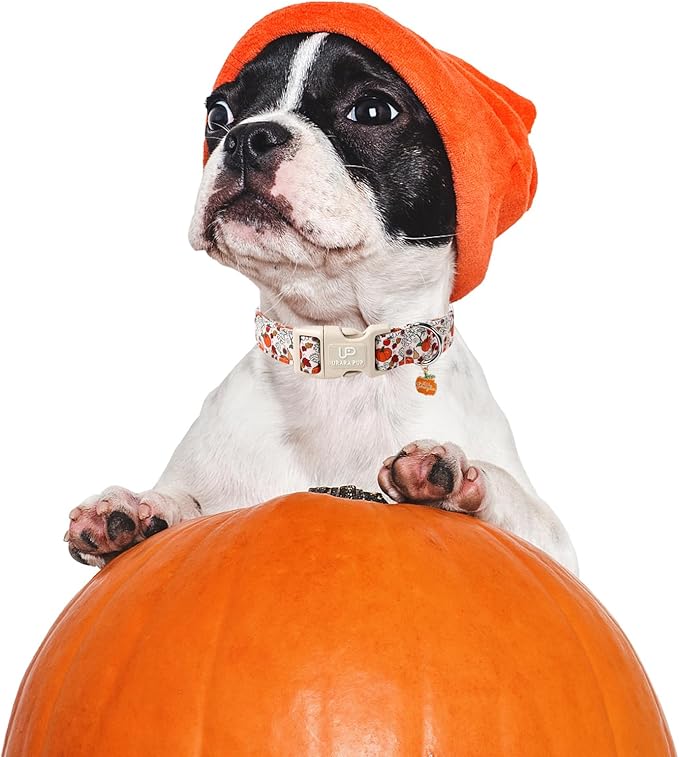 Fall Dog Collar – Halloween Dog Collars-Adjustable Pumpkin & Daisy Floral Collar with Quick Release, Autumn Harvest Dogs Collars