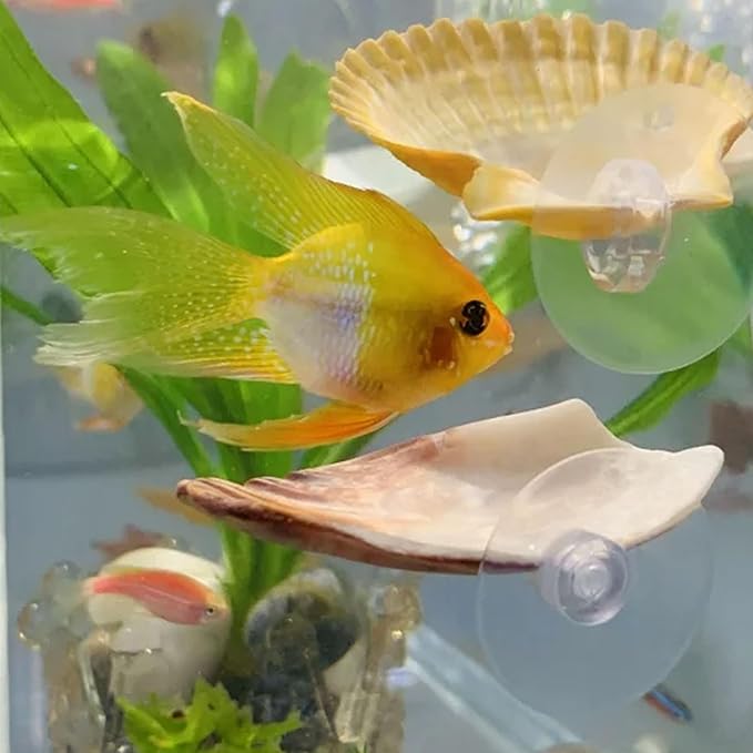 Oncpcare Betta Fish Resting Spot Shell Bed 4-Pack — Natural Habitat Style Hideout for Breeding, Spawning & Resting Betta Fish