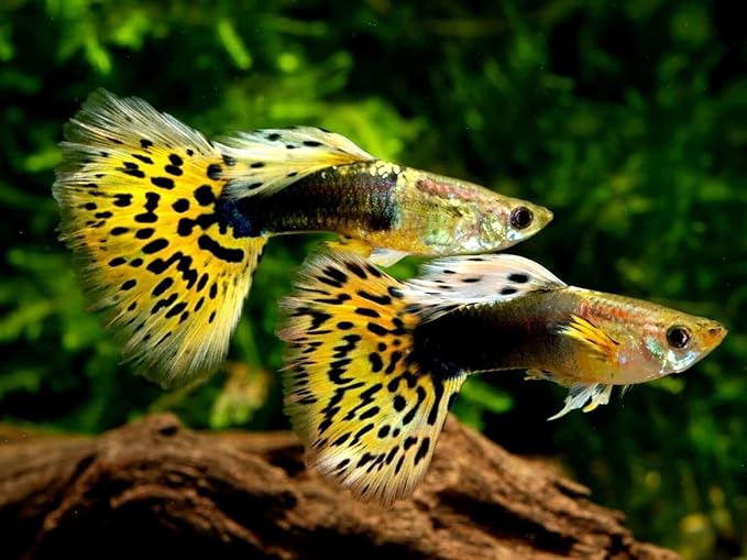 Aquatic Foods Inc. 0.8mm Micro Intense Color Enhancing Floating Pellets for Guppies, Tetras, Bettas, Nano Fish, All Baby Fish…3.7oz Squeeze Bottle
