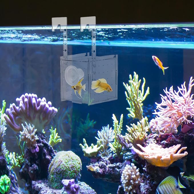 QWORK Acrylic Fish Breeding Isolation Box - Transparent Aquarium Incubator for Small Fishes Shrimp Clownfish Guppy, 3.9-inch