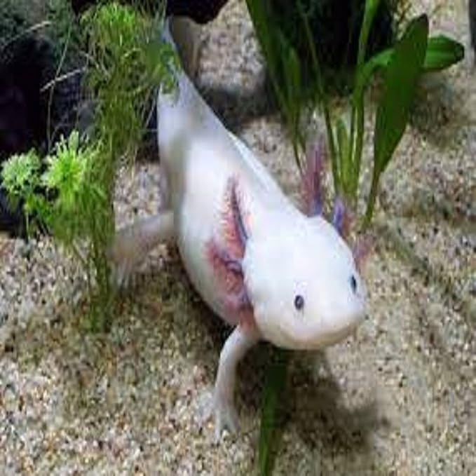 Aquatic Foods Inc. Axolotl Food 1/4" - 6mm Soft Moist Sinking Salmon Meal Pellets for Adult Axolotl, Aquatic Newts, Shrimp, Snails, Bottom Fish, All Tropical Fish…6.5oz Sm Round Jar