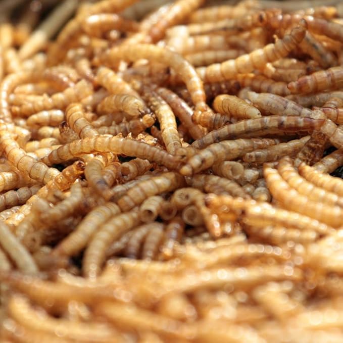 MBTP Bulk Dried Mealworms - Treats for Chickens & Wild Birds (11 Lbs)