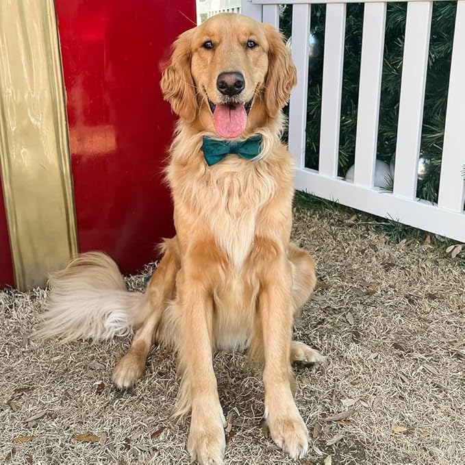 PETDURO Custom Dog Collar Personalized with Name Engraved Rose Gold Metal Buckle for Large Medium Small Dogs - Soft Cute Velvet Dog Leash and Bow Tie Available (Christmas Green RG, S)