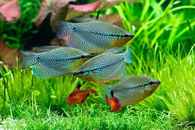 Aquatic Foods Inc. Community Fish Granules 0.5mm High Protein Floating/Sinking Color Enhancing Granules for Freshwaters, Marines, Baby Pond Fish…1.8oz Squeeze Bottle