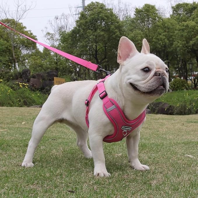 Dog Harness and Leash Set, Adjustable Triangle, Reflective Adjustable Puppy Vest, No Pull Soft Mesh Harness for Small, Medium Dogs, Cats (Fuchsia, L)