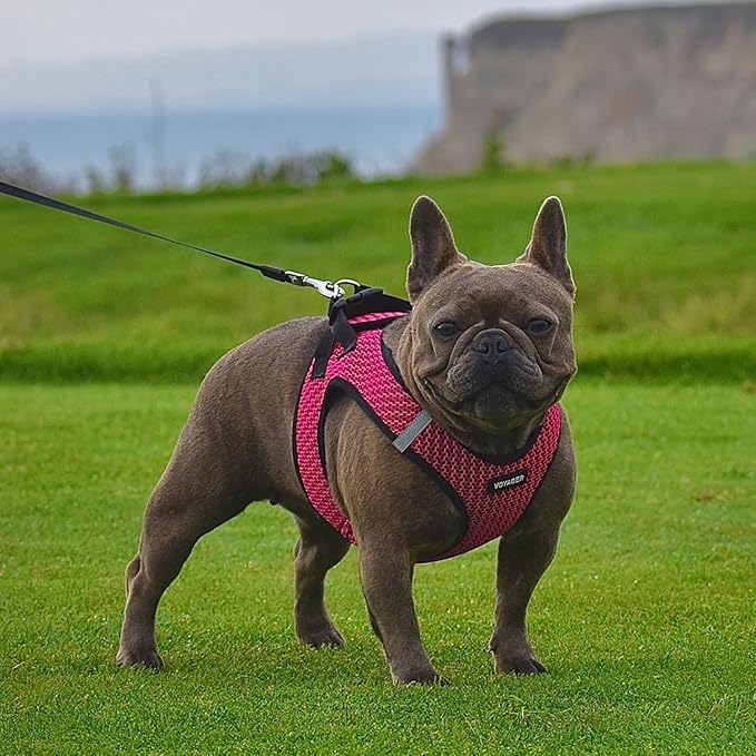 Best Pet Supplies Voyager Step-in Air Harness - All Weather Mesh, Reflective, No Pull Harness for Dogs, Cats - Secure with Hook & Loop Fastener, Buckle, Double D-Rings - Fuchsia 2-Tone, M