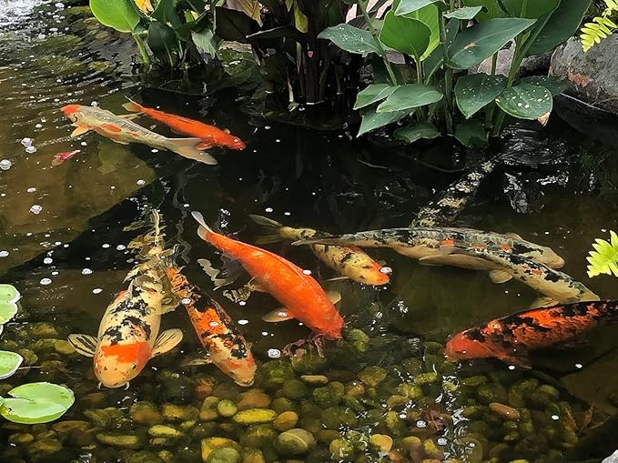 EasyPro Pond Products Platinum Koi and Goldfish Food PC1 Max Color Floating Pellets | Spirulina Enriched Formula for Vibrant Color Support | 5.0 mm Pellet Size | 20 oz Canister