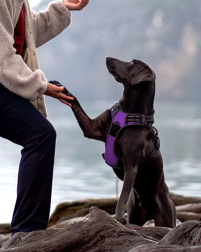 Joytale No Pull Dog Harness for Extra Large Dogs, Reflective Pet Vest with Front Clip, Adjustable Soft Padded Harnesses with Easy Control Handle for Training and Walking, Purple, XL