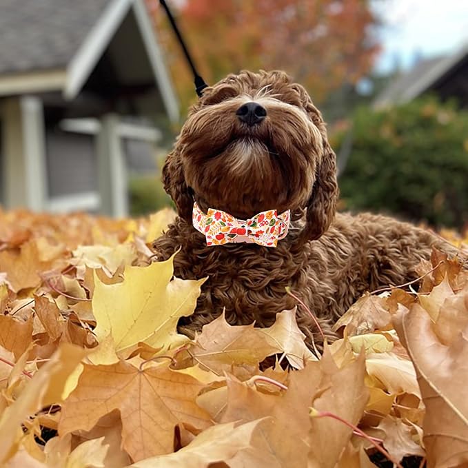 Unique Style Paws Thanksgiving Day Collar with Bow Fruit Leaf Flower Fruit Durable Cute Cotton Dog Collars for Small Medium Large Dogs