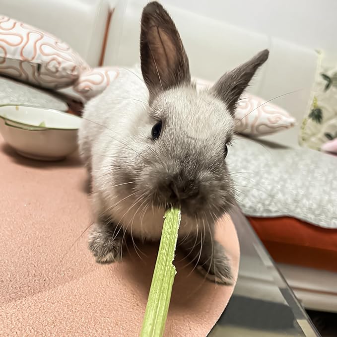 Rabbit Chew Sticks Hamster Chew Toys, Papaya Stems & Papaya Tree Core, Natural Molar Treats and Toys for Hamster Chinchilla Guinea Pig Gerbils, Rats, Mice, Ferrets and Other Small Animals