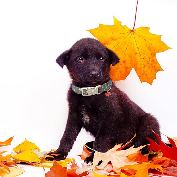 Fall Dog Collar for Small Medium Large Dogs-Adjustable Autumn Leaf Print Dog Collar with Maple Charm, Cute Seasonal Pet Collars with Quick Release, Soft Durable Puppy Collars