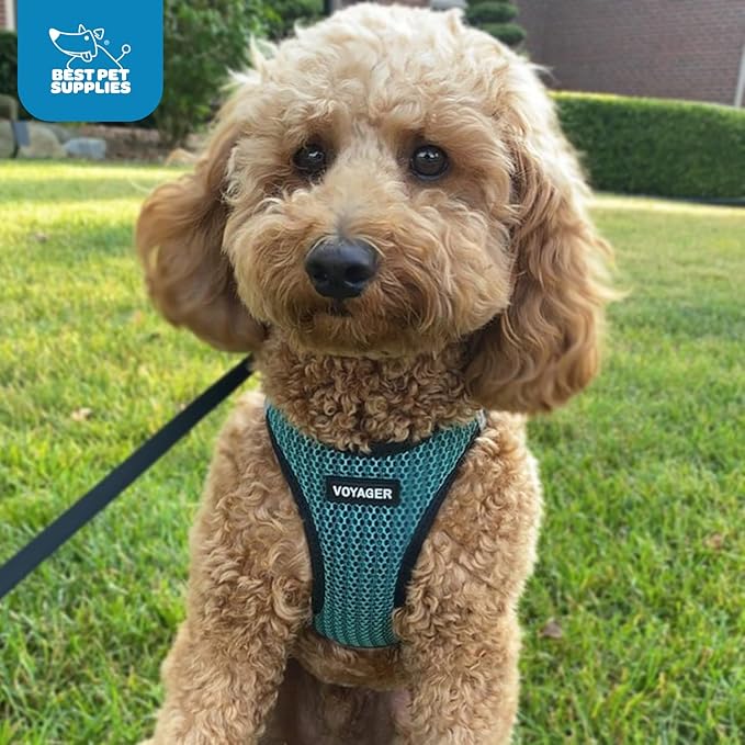 Best Pet Supplies Voyager Step-in Air Harness - All Weather Mesh, Reflective, No Pull Harness for Dogs, Cats - Secure with Hook & Loop Fastener, Buckle, Double D-Rings - Turqupise 2-Tone, XS