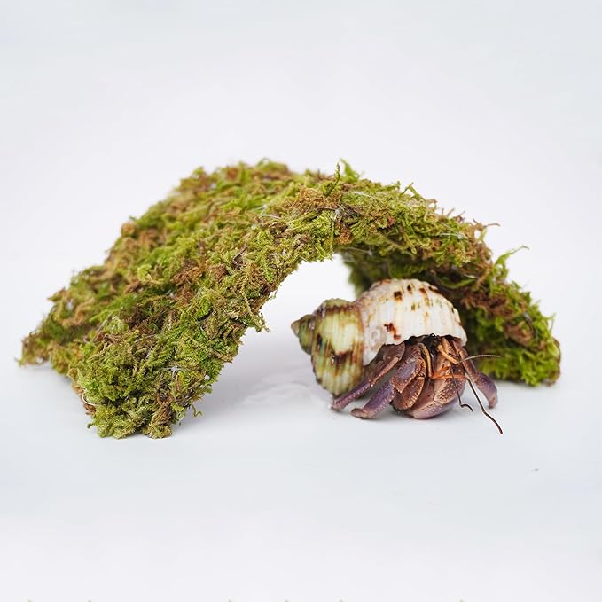 Hermit Crab Accessories 7PCS, Include 5PCS Hermit Crab Shells, 1PCS Climbing Toy and 1PCS Hermit Crab Hideout