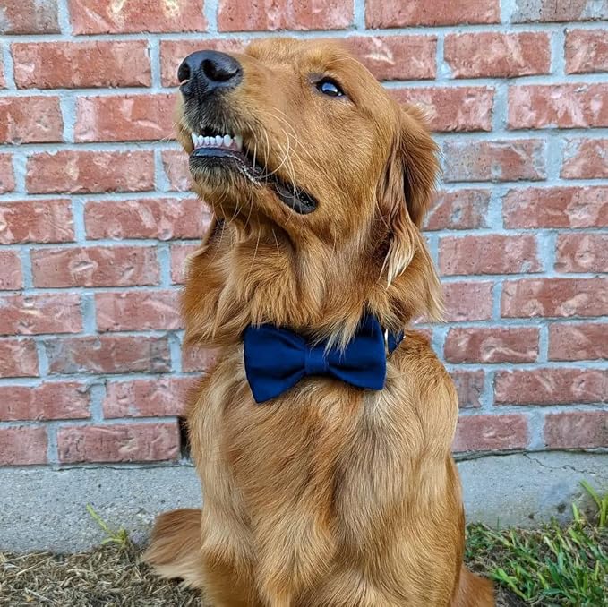 PETDURO Custom Dog Collar Personalized with Name Engraved Quick Release Rose Gold Metal Buckle for Large Medium Small Girl Dogs - Dog Leash and Bow Tie Available - Soft Comfy Velvet (Dark Blue, L)