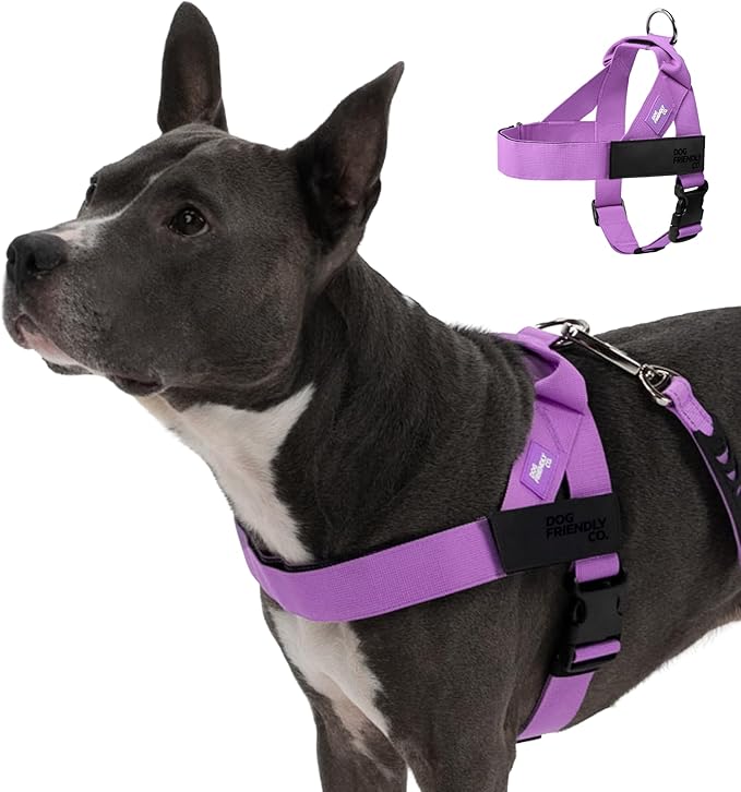 DF Co. Dog Harness | Chafe Resistant Webbing, Adjustable Neck & Chest, and Heavy Duty D-Ring | Sturdy, Comfortable, Easy to Use | Purple, Size M