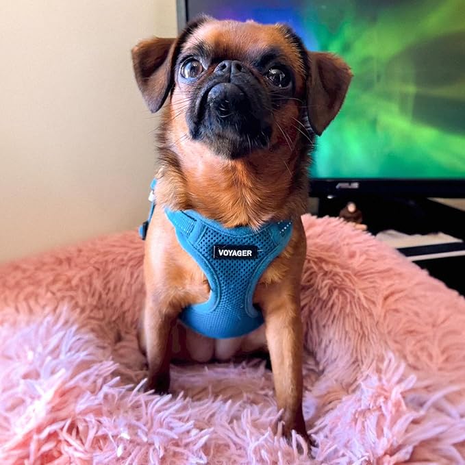 Best Pet Supplies Voyager Mesh Dog Breathable Harness Reflective Stitching, All Weather Adjustable for Walking Training, or Running - Heavy Duty & Durable, Harness (Turquoise), S