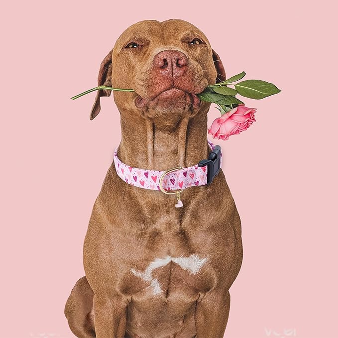 Faygarsle Dog Collar for Small Medium Large Dogs Cute Puppy Collars Valentine's Day Heart Print Dog Collar Pink and Purple Hearts M