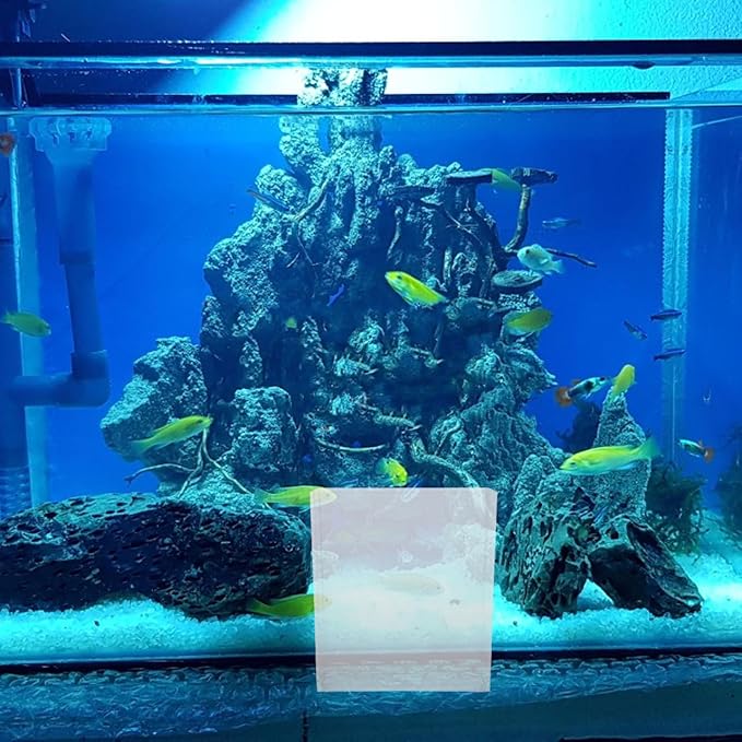 Kisangel Portable Transparent Fish Viewing Box 4.92X4.33X1.5In Lightweight Betta Fish Breeding Container for Aquarium Desktop Observation