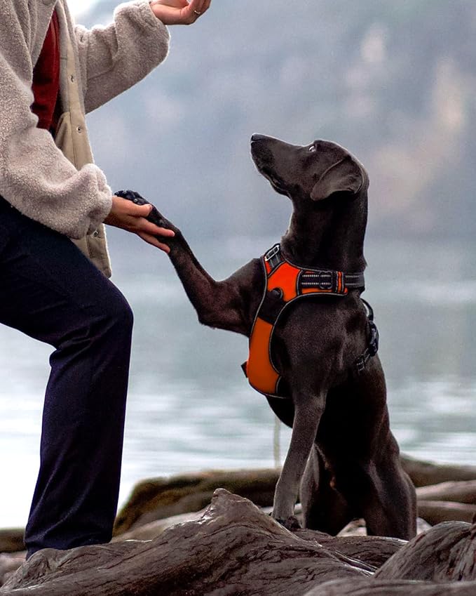 Joytale No Pull Dog Harness for Large Dogs, Reflective Pet Vest with Front Clip, Adjustable Soft Padded Harnesses with Easy Control Handle for Training and Walking, Orange, L