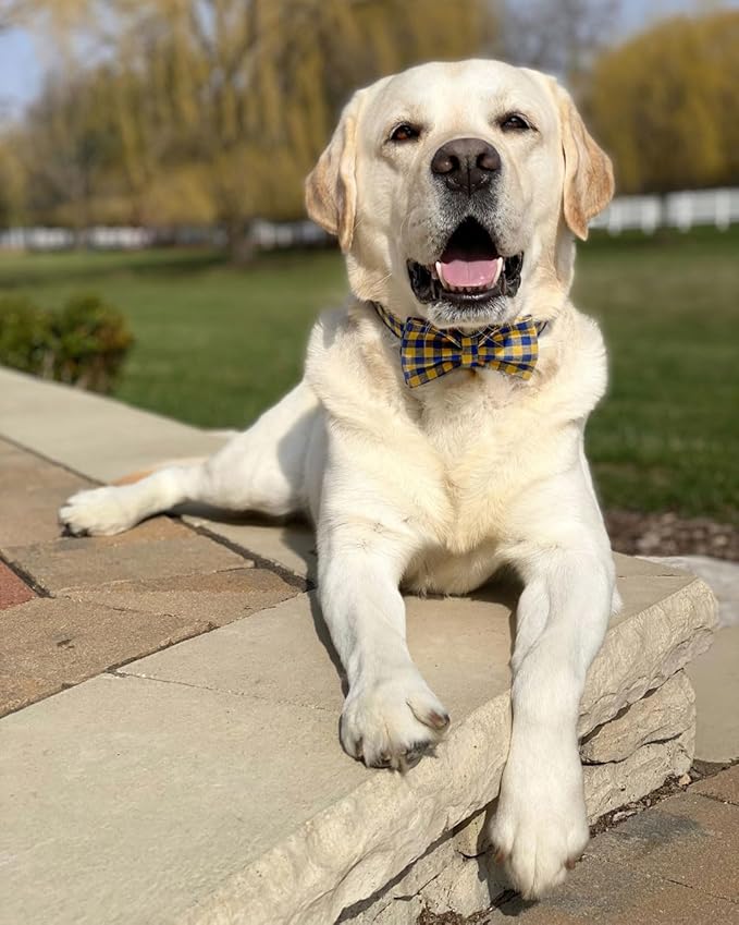 PETDURO Personalized Checkered Plaid Dog Collar Blue Yellow - Engraved Name and Phone Number on Gold Metal Buckle - Custom for Small Medium Large Boy Girl Dogs - Add Leash Bow Tie via Customize Now