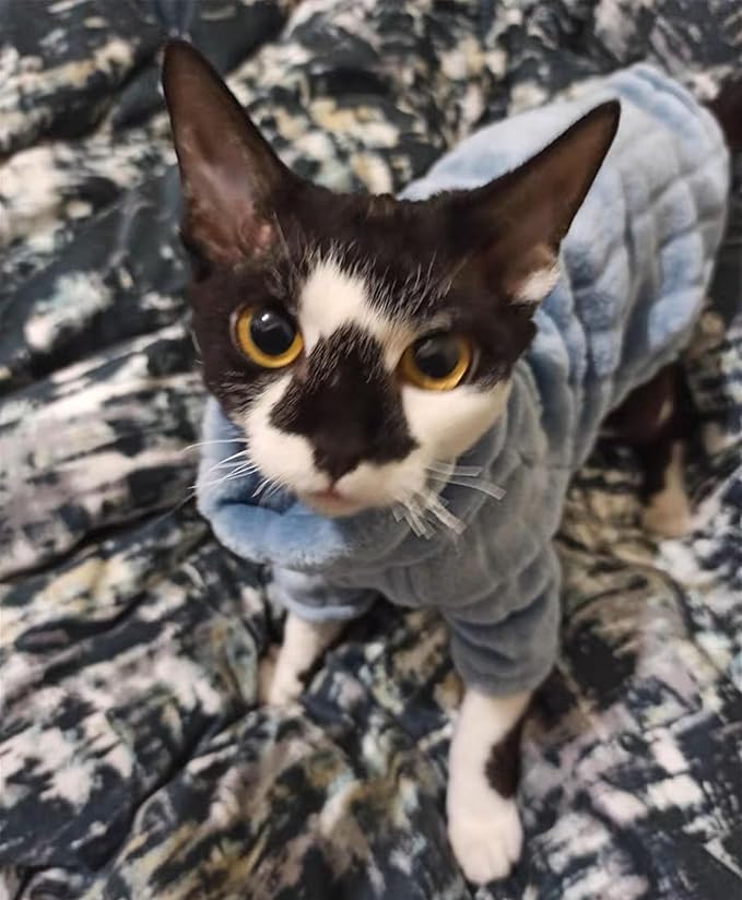 Turtleneck Sweater for Sphynx Cat Soft Coral Fleece Cat Clothes Thick Winter Warm Outfit Coat for Hairless Cats and Small Dogs Apparel with Sleeves (Blue, XXL (13.3-16 lbs))