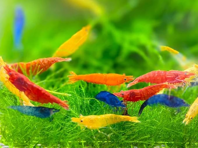 was Holding Mixed Color Neocaridina Shrimp Live Freshwater Aquarium Shrimp for Breeding 1/2-1 Inch Young Adults Fire Red, Blue Dream Yellow & More Live Arrival Guarantee (Pack of 10)