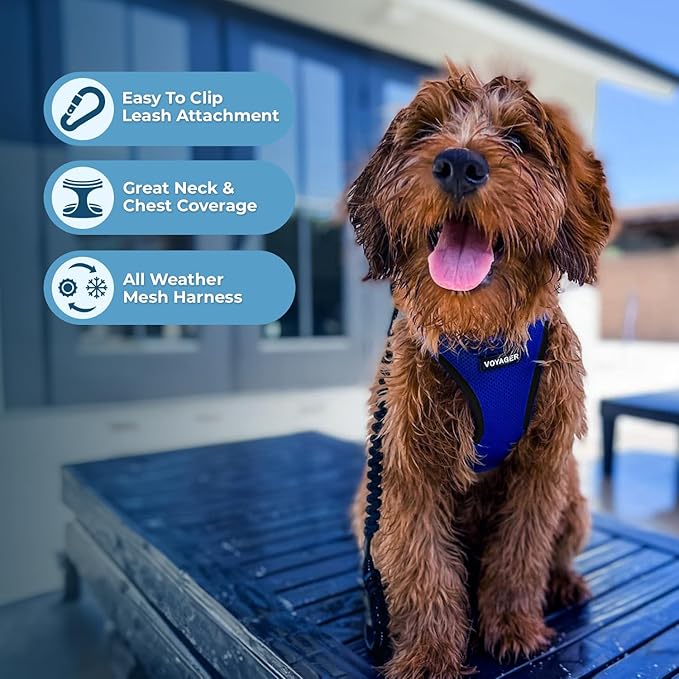 Best Pet Supplies Voyager Step-in Air Harness - All Weather Mesh, Reflective, No Pull Harness for Dogs, Cats - Secure with Hook & Loop Fastener, Buckle, Double D-Rings - Royal Blue/Black Trim, XS