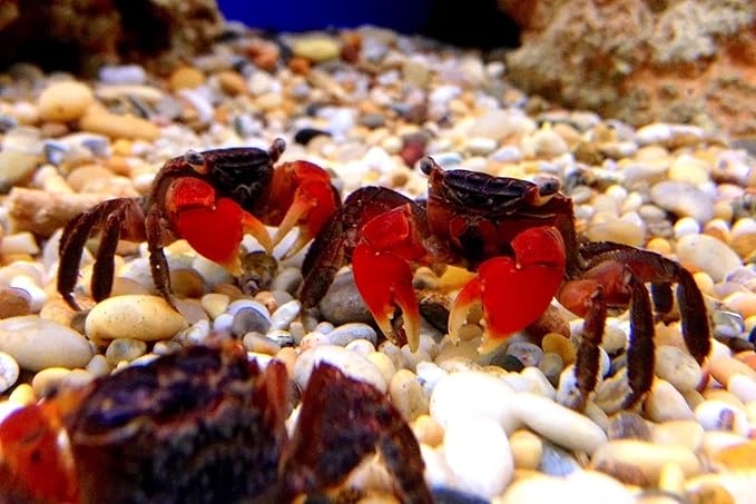 Aquatic Foods Inc. Medium Size Calcium Feeder Stars & Shells for Shrimp, Snails, Crabs, Crayfish, Hermit Crabs and All Tropical Fish…125 Count Bag