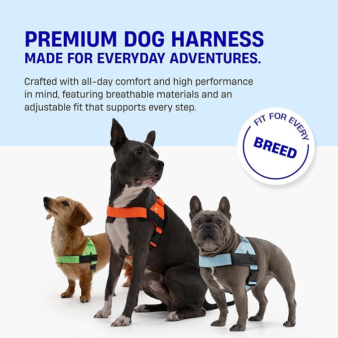 DF Co. Dog Harness | Chafe Resistant Webbing, Adjustable Neck & Chest, and Heavy Duty D-Ring | Sturdy, Comfortable, Easy to Use | Hi-Vis Orange, Size M
